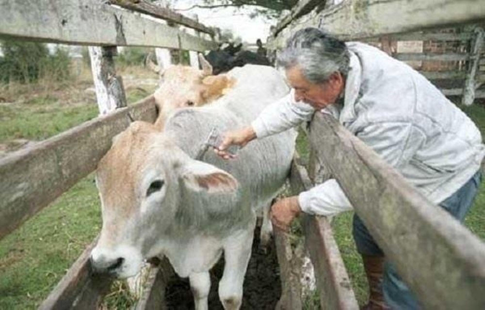 Ir para  <p>A Secretaria Estadual da Agricultura, Pecu&aacute;ria e Irriga&ccedil;&atilde;o confirmou, nesta sexta-feira, que a campanha de vacina&ccedil;&atilde;o contra a febre aftosa vai ser prorrogada at&eacute; 17 de...